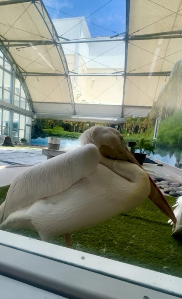 White pelican resting in an enclosure under a covered habitat